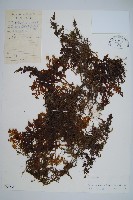 藏品(蕗蕨)的圖片