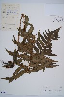 藏品(鱗軸短腸蕨)的圖片