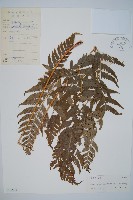 藏品(大片複葉耳蕨)的圖片