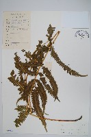 藏品(平羽鳳尾蕨)的圖片