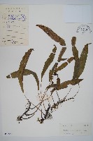 藏品(單葉雙蓋蕨)的圖片
