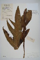 藏品(箭葉星蕨)的圖片