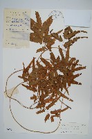 藏品(柳葉海金沙)的圖片