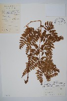 藏品(長葉鱗毛蕨)的圖片