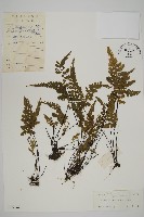 藏品(線裂鐵角蕨)的圖片