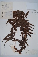 藏品(金狗毛蕨)的圖片