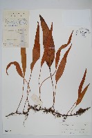 藏品(石葦)的圖片