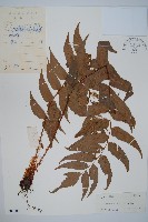 藏品(貫眾蕨)的圖片