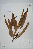 藏品(波氏星蕨)的圖片