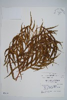 藏品(臺灣鳳尾蕨)的圖片