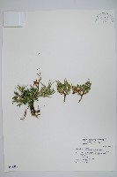 藏品(萬年松)的圖片