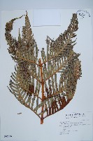 藏品(東方狗脊蕨)的圖片