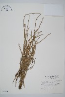 藏品(臺灣木賊)的圖片