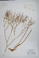 藏品(松葉蕨)的圖片