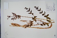 藏品(紫萁)的圖片