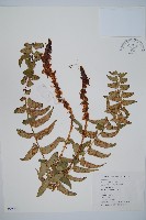 藏品(貫眾蕨)的圖片