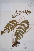 藏品(華東安蕨)的圖片