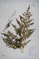 藏品(針毛蕨)的圖片