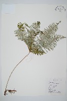 藏品(芒萁)的圖片