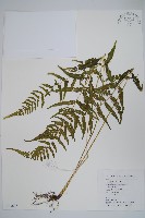 藏品(柔葉凸軸蕨)的圖片