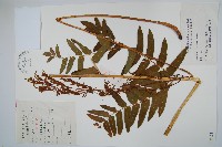 藏品(紫萁)的圖片