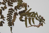 藏品(華中蹄蓋蕨)的圖片