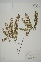 藏品(掌葉鐵線蕨)的圖片