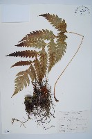 藏品(生芽狗脊蕨、頂芽狗脊蕨)的圖片