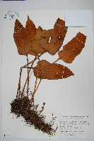 藏品(盧山石葦)的圖片