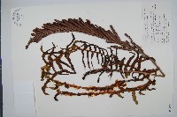 藏品(中華莢果蕨)的圖片