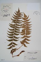 藏品(貫眾蕨)的圖片