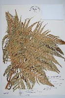 藏品(東方狗脊蕨)的圖片