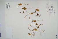 藏品(鈍頭瓶爾小草、狹葉瓶爾小草)的圖片