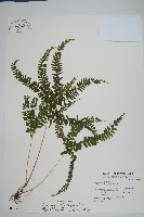 藏品(網脈鱗始蕨)的圖片