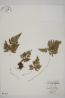 藏品(腫足蕨)的圖片
