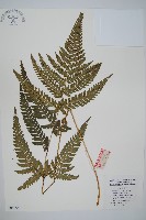 藏品(南海鱗毛蕨)的圖片