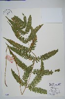 藏品(斜羽鳳尾蕨)的圖片