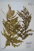 藏品(中華鱗蓋蕨)的圖片