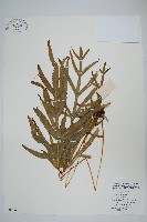 藏品(鳳尾蕨)的圖片