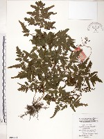 藏品(海金沙)的圖片