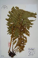 藏品(耳形瘤足蕨)的圖片