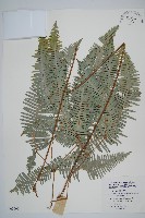 藏品(芒萁)的圖片