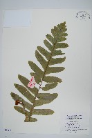 藏品(槲蕨)的圖片