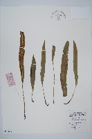 藏品(單葉雙蓋蕨)的圖片