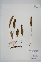 藏品(有柄石韋)的圖片