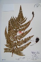 藏品(南海鱗毛蕨)的圖片