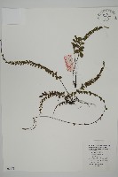 藏品(鞭葉鐵線蕨)的圖片