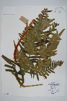 藏品(溪鳳尾蕨)的圖片