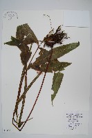 藏品(闊葉鳳尾蕨)的圖片