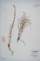 藏品(散生木賊)的圖片